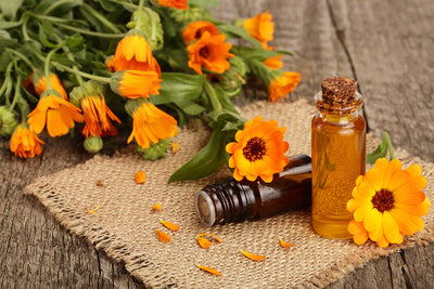 Calendula Oil